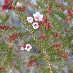 Micromyrtus ciliata (Fringed Heath-myrtle) at Tennent, ACT - 9 May 2021 by JaneR