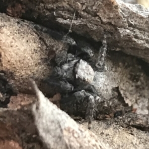 Servaea sp. (genus) at Garran, ACT - 1 May 2021