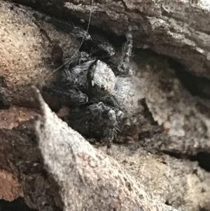 Servaea sp. (genus) at Garran, ACT - 1 May 2021 04:27 PM