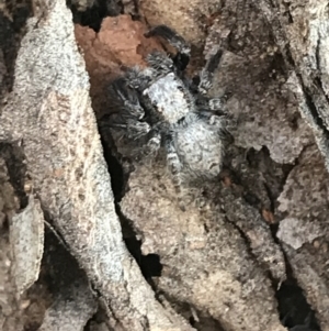 Servaea sp. (genus) at Garran, ACT - 1 May 2021