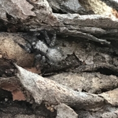 Servaea sp. (genus) at Garran, ACT - 1 May 2021 04:27 PM