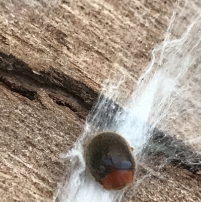 Scymnodes sp. (genus) (Unidentified Scymnodes ladybird) at Garran, ACT - 1 May 2021 by Tapirlord