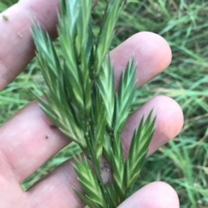 Bromus catharticus at Garran, ACT - 1 May 2021 04:33 PM