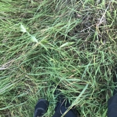 Bromus catharticus at Garran, ACT - 1 May 2021