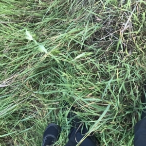 Bromus catharticus at Garran, ACT - 1 May 2021 04:33 PM