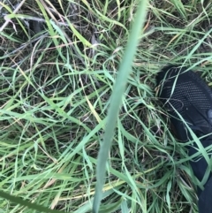 Bromus catharticus at Garran, ACT - 1 May 2021