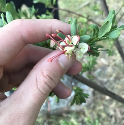 Grevillea iaspicula (Wee Jasper Grevillea) at Garran, ACT - 1 May 2021 by Tapirlord