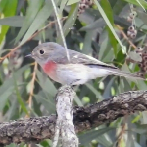 Petroica rosea at Acton, ACT - 7 May 2021