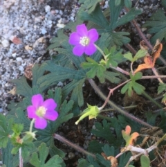 Geranium solanderi var. solanderi (Native Geranium) at Tennent, ACT - 9 May 2021 by JaneR