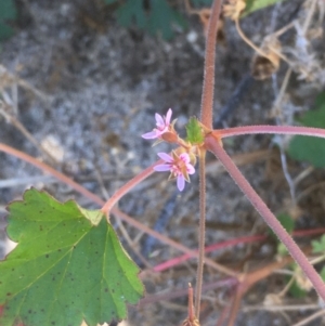 Pelargonium inodorum at Tennent, ACT - 9 May 2021