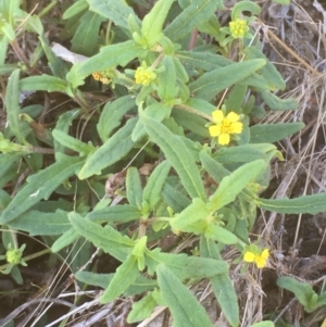 Sigesbeckia australiensis at Tennent, ACT - 9 May 2021