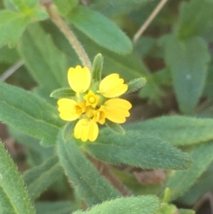 Sigesbeckia australiensis at Tennent, ACT - 9 May 2021