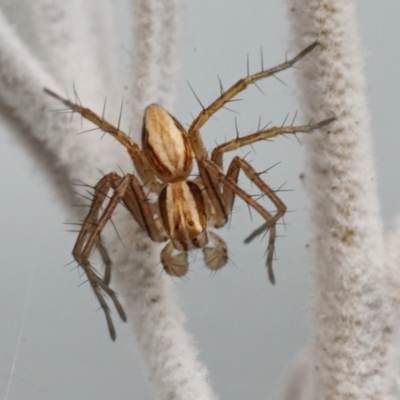 Oxyopes sp. (genus) (Lynx spider) at Page, ACT - 7 May 2021 by DonT