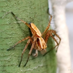 Oxyopes sp. (genus) at Page, ACT - 7 May 2021