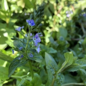 Veronica anagallis-aquatica at Campbell, ACT - 3 May 2021