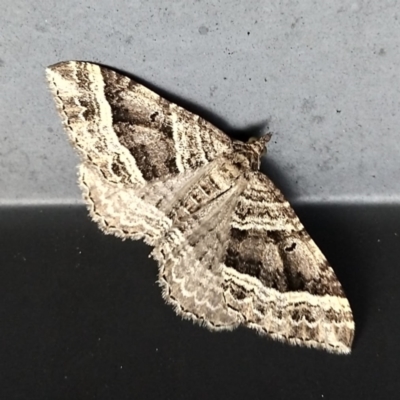 Chrysolarentia subrectaria (A Geometer moth) at Australian National University - 7 May 2021 by Angus44