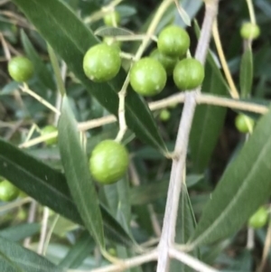 Olea europaea subsp. cuspidata at Garran, ACT - 1 May 2021