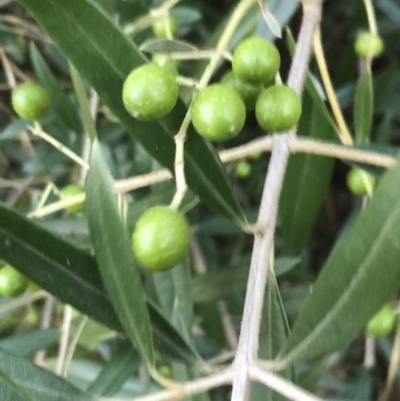 Olea europaea subsp. cuspidata (African Olive) at Garran, ACT - 1 May 2021 by Tapirlord