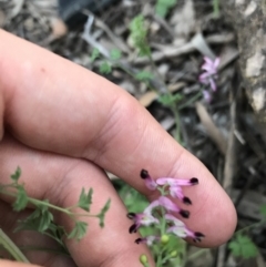 Fumaria muralis subsp. muralis (Wall Fumitory) at Hughes, ACT - 1 May 2021 by Tapirlord