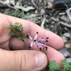 Fumaria muralis subsp. muralis at Hughes, ACT - 1 May 2021 04:49 PM