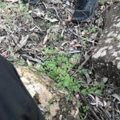 Fumaria muralis subsp. muralis at Hughes, ACT - 1 May 2021 04:49 PM