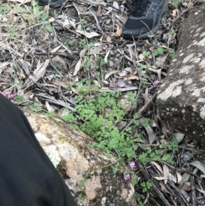 Fumaria muralis subsp. muralis at Hughes, ACT - 1 May 2021 04:49 PM