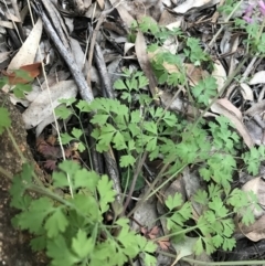 Fumaria muralis subsp. muralis at Hughes, ACT - 1 May 2021 04:49 PM