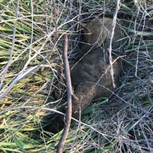 Trichosurus vulpecula at Hughes, ACT - 1 May 2021