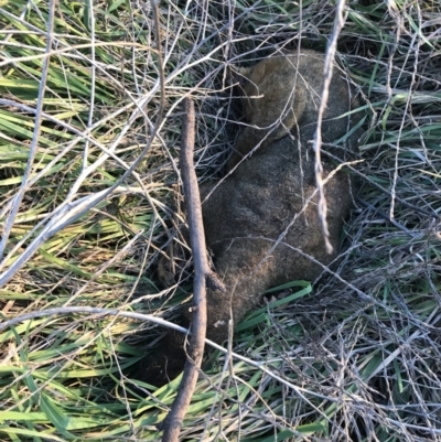 Trichosurus vulpecula (Common Brushtail Possum) at Hughes, ACT - 1 May 2021 by Tapirlord