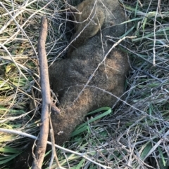 Trichosurus vulpecula at Hughes, ACT - 1 May 2021