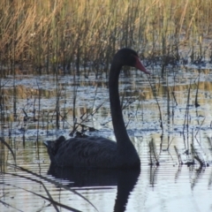 Cygnus atratus (Black Swan) at Tuggeranong Creek to Monash Grassland - 4 Mar 2021 by michaelb