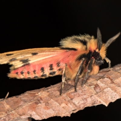 Ardices curvata (Crimson Tiger Moth) at Melba, ACT - 25 Dec 2020 by Bron