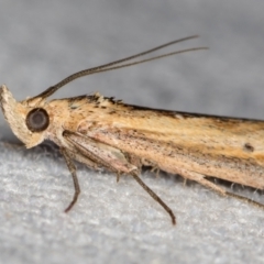 Faveria tritalis (Couchgrass Webworm) at Melba, ACT - 24 Dec 2020 by Bron