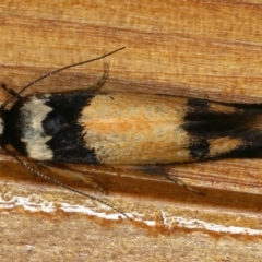 Cosmopterigidae (family) undescribed species (a cosmet moth) at Ainslie, ACT - 20 Dec 2019 by jb2602