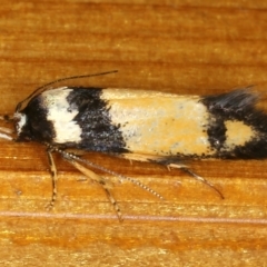 Cosmopterigidae (family) undescribed species at Ainslie, ACT - 21 Dec 2019