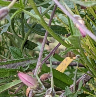 Convolvulus angustissimus subsp. angustissimus (Australian Bindweed) at Mount Majura - 10 May 2021 by abread111