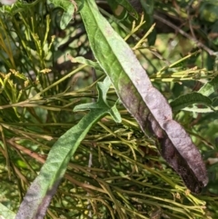 Convolvulus angustissimus subsp. angustissimus at Watson, ACT - 10 May 2021 10:31 AM