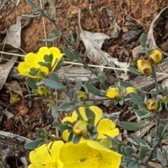 Hibbertia obtusifolia (Grey Guinea-flower) at Watson, ACT - 10 May 2021 by abread111