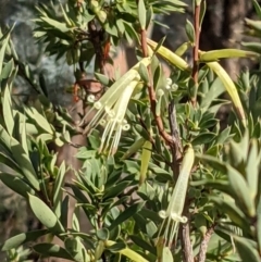 Styphelia triflora (Five-corners) at Watson, ACT - 10 May 2021 by abread111