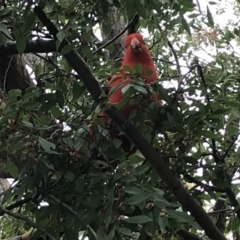 Alisterus scapularis (Australian King-Parrot) at Phillip, ACT - 5 May 2021 by Tapirlord