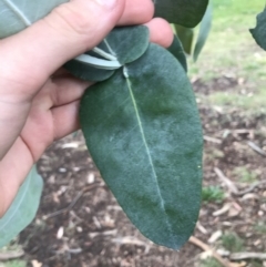 Eucalyptus globulus subsp. bicostata (Southern Blue Gum, Eurabbie) at Phillip, ACT - 5 May 2021 by Tapirlord