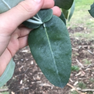 Eucalyptus globulus subsp. bicostata at Phillip, ACT - 5 May 2021 03:54 PM