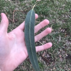 Eucalyptus globulus subsp. bicostata at Phillip, ACT - 5 May 2021 03:54 PM