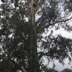 Eucalyptus globulus subsp. bicostata at Phillip, ACT - 5 May 2021 03:54 PM