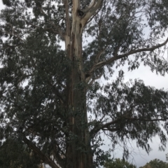 Eucalyptus globulus subsp. bicostata at Phillip, ACT - 5 May 2021