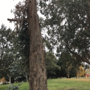 Eucalyptus globulus subsp. bicostata at Phillip, ACT - 5 May 2021