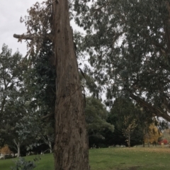 Eucalyptus globulus subsp. bicostata at Phillip, ACT - 5 May 2021 03:54 PM