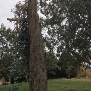 Eucalyptus globulus subsp. bicostata at Phillip, ACT - 5 May 2021 03:54 PM