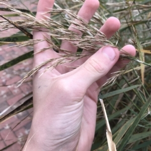 Phragmites australis at Phillip, ACT - 5 May 2021