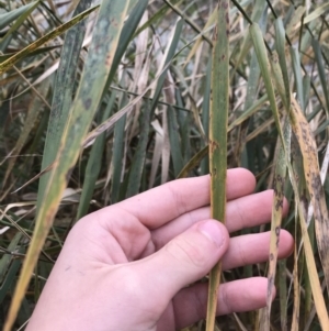 Phragmites australis at Phillip, ACT - 5 May 2021